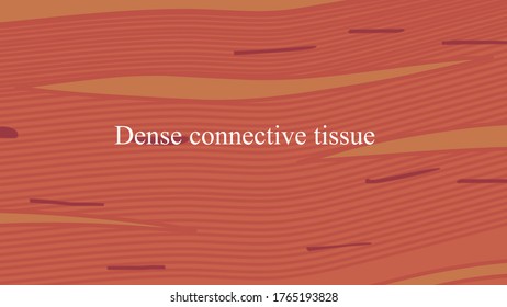 A Tissue Slide Showing Dense Regular Connective Tissue Commonly Found In Tendons.