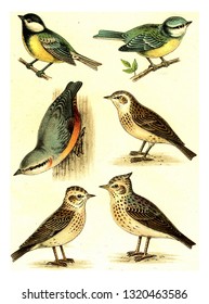 Tit, Nuthatch, Woodlark, Blue Tit, Skylark, Crested Lark, vintage engraved illustration. From Deutch Birds of Europe Atlas.