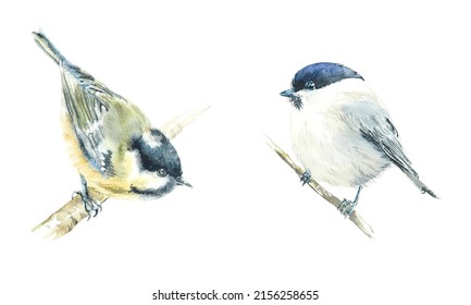 Tit On A Branch. Pattern With Bird. Watercolor Hand Drawn Illustration