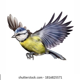 白い背景に鳥の百科事典のイラスト 飛ぶ鳥 パルス リアルな図 白い背景に分離型イメージ のイラスト素材
