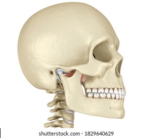 Tmj Temporomandibular Joints Healthy Occlusion Anatomy Stock ...