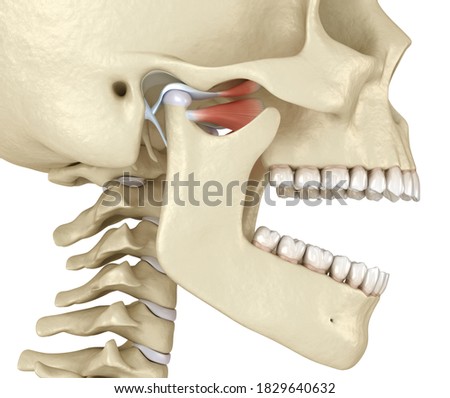 TMJ: The temporomandibular joints. Healthy occlusion anatomy. Medically accurate 3D illustration of human teeth and dentures concept Stock photo © 