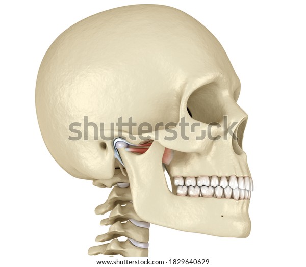 Tmj Temporomandibular Joints Healthy Occlusion Anatomy Stock ...