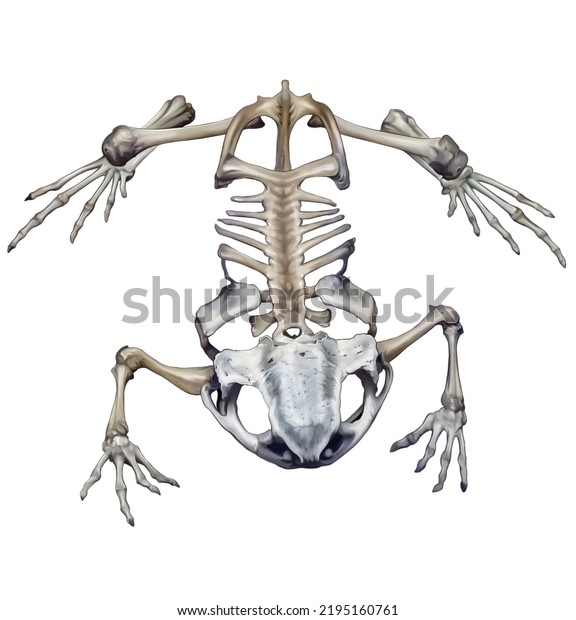 Toad Skeleton Anuran Amphibian Anatomy Bufonidae Stock Illustration ...