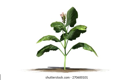 Tobacco Plant - Isolated On White Background