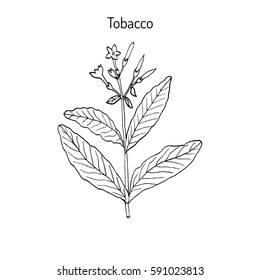 Tobacco Plant (Nicotiana Tabacum). Botanical Hand-drawn Illustration