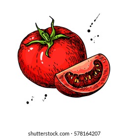 Tomato drawing. Isolated tomato and sliced piece. Vegetable artistic style illustration. Detailed vegetarian food sketch. Farm market product. Great for label, banner, poster