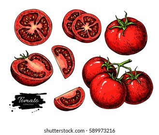 Tomato drawing set. Isolated tomato, sliced piece vegetables on branch. Artistic style illustration. Detailed vegetarian food sketch. Farm market product. Great for label, banner, poster