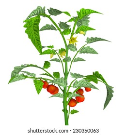 Tomato Plant Stock Illustration 230350063 | Shutterstock