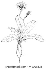 Cat’s Tongue Dandelion Variety. Leaves, Flowers And Dried Root For Tea Or Coffee. Edible Weeds. Wild Vegetables. Isolated Pen Drawing. 