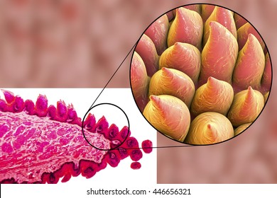 Tongue Papillae, Light Micrograph And 3D Illustration