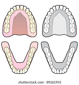 Tooth Dental Chart