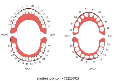 Dental Numbering Chart