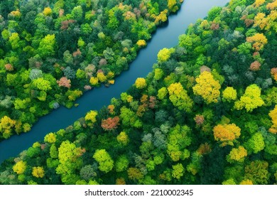 Top Down Aerial View Of A Lush With River Amazon Stream Forest From Above Drone Deciduous Flora Outdoor Scene Summer Leafy From The Air Scene  3d Illustration