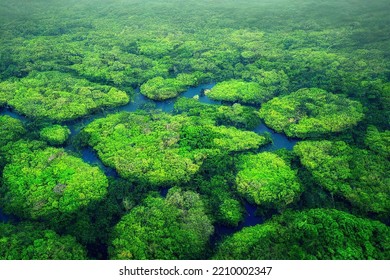 Top Down Aerial View Of A Lush With River Amazon Stream Forest From Above Drone Deciduous Flora Outdoor Scene Summer Leafy From The Air Scene  3d Illustration