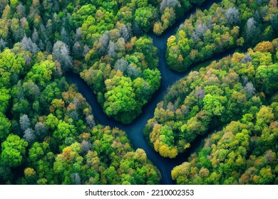 Top Down Aerial View Of A Lush With River Amazon Stream Forest From Above Drone Deciduous Flora Outdoor Scene Summer Leafy From The Air Scene  3d Illustration