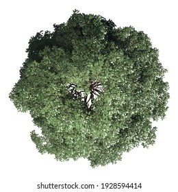 Top Plan View Of Vegetation Tree | 3D Illustration