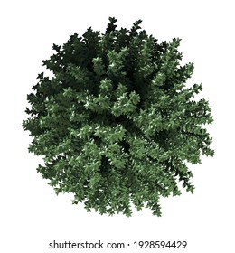 Top Plan View Of Vegetation Tree | 3D Illustration