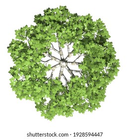 Top Plan View Of Vegetation Tree | 3D Illustration