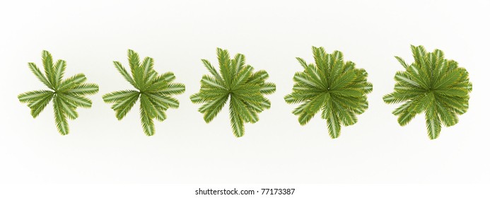 Top View 3d Render Palm Tree Isolated Over White