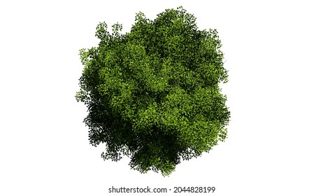 Top View 3d Tree Isolated On Stock Illustration 2044828199 | Shutterstock