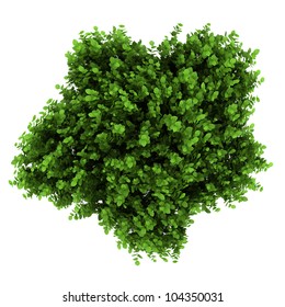 top view of bigleaf hydrangea bush isolated on white background - Shutterstock ID 104350031