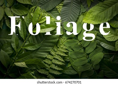 top view of creative layout made out of wild forest leaves. Flat lay foliage. foliage concept