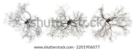 Similar – Image, Stock Photo View of bare branches and twigs against the bright sky