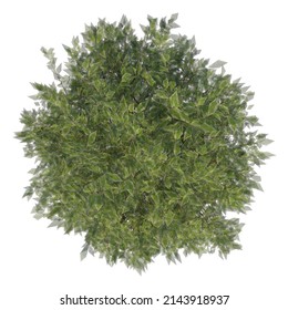 Top View Of Flower Plant ( Ivory Halo Dogwood Cornus Alba ‘Bailhalo 1 ) Tree White Background 3D Rendering Ilustracion 3D	