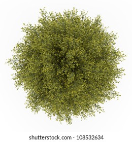 イチョウ 木 のイラスト素材 画像 ベクター画像 Shutterstock