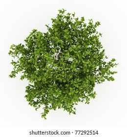 top view Green Apple tree isolated over white