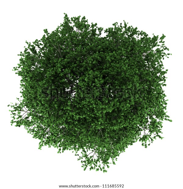 Top View Hornbeam Tree Isolated On Stock Illustration 111685592 ...