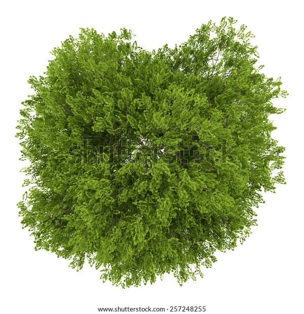 Top View Maidenhair Tree Isolated On Stock Illustration 257248255 ...