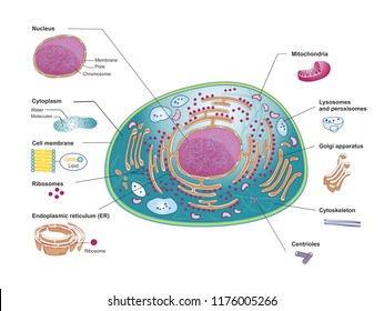 Organelle Images; Stock Photos & Vectors | Shutterstock