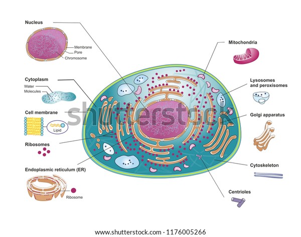 Top view of a
mammalian cell structure with cellular organelles. Inside the cell
membrane are nucleus, mitochondria, Golgi apparatus, endoplasmic
reticulum and
cytoplasm.
