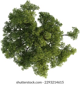 Top view of Oak Tree