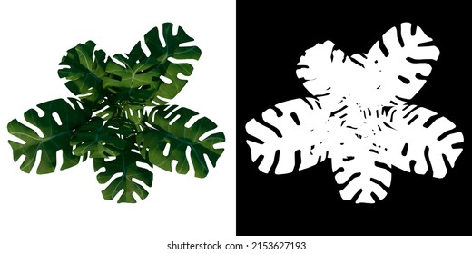 Top View Of Plant ( Big Monstera 1) Tree Png With Alpha Channel To Cutout Made With 3D Render