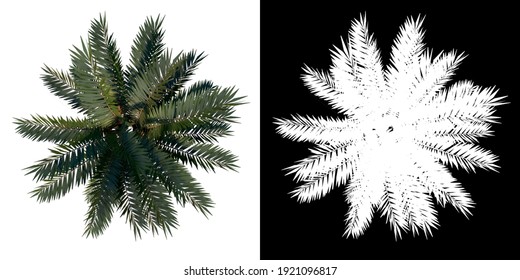 Top View Of Plant (Coconut Palm Tree 1) Tree Png With Alpha Channel To Cutout Made With 3D Render 