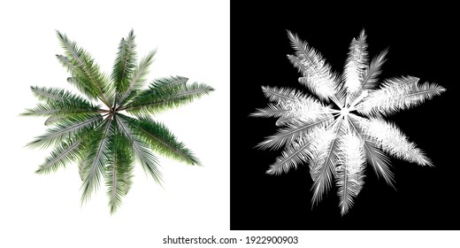 Top View Of Plant ( Coconut Palm  1) Tree Png With Alpha Channel To Cutout Made With 3D Render 