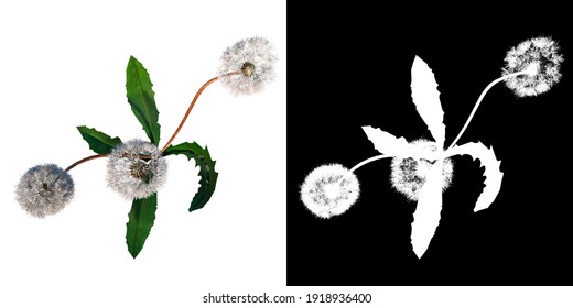 Top View Of Plant (Dandelion Taraxacum Officinale 1) Tree Png With Alpha Channel To Cutout Made With 3D Render 