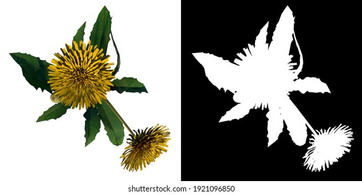 Top View Of Plant Flower (Dandelion Taraxacum Officinale 5) Tree Png With Alpha Channel To Cutout Made With 3D Render 