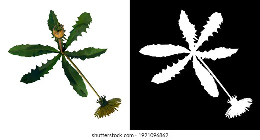 Top View Of Plant Flower (Dandelion Taraxacum Officinale 3) Tree Png With Alpha Channel To Cutout Made With 3D Render 