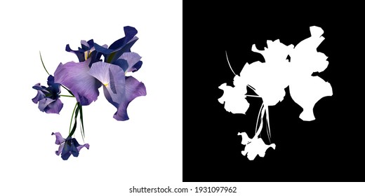 Top View Of Plant Flower (Iris Tectorum Roof Iris 2) Tree Png With Alpha Channel To Cutout Made With 3D Render 