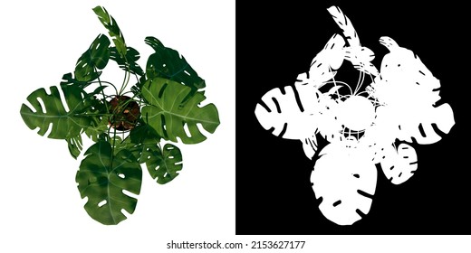 Top View Of Plant ( Monstera Deliciosa In Pot 3) Tree Png With Alpha Channel To Cutout Made With 3D Render	
