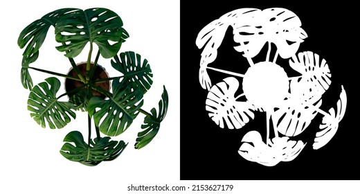 Top View Of Plant ( Monstera Deliciosa In Pot 2) Tree Png With Alpha Channel To Cutout Made With 3D Render	