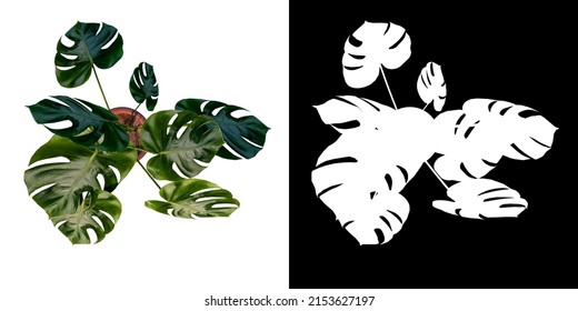 Top View Of Plant ( Monstera Deliciosa In Pot 4) Tree Png With Alpha Channel To Cutout Made With 3D Render	
