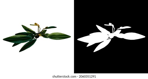 Top View Of Plant (Pot With Bird Of Paradise Flower 1) Tree White Background 3D Rendering Ilustracion 3D