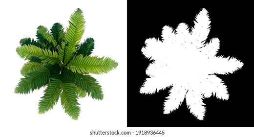 Top View Of Plant (Tree Fern 1) Tree Png With Alpha Channel To Cutout Made With 3D Render 