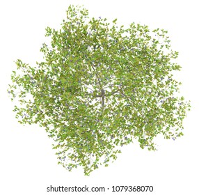 Top View Of Plum Tree With Plums Isolated On White Background. 3d Illustration