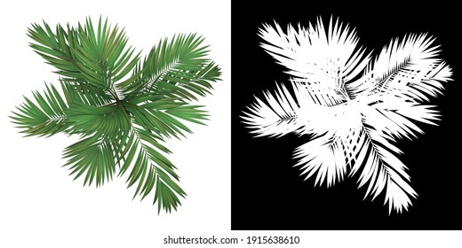 Top view of Sabal Palm Tree. PNG with alpha channel to cutout. Made from 3D model for compositing.